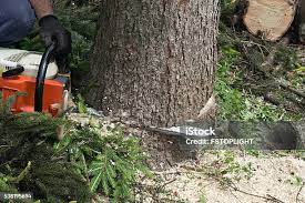 How Our Tree Care Process Works  in  Grizzly Flats, CA