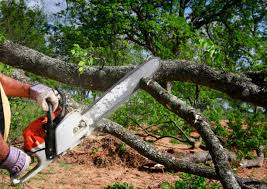 Reliable Grizzly Flats, CA  Tree Services Solutions