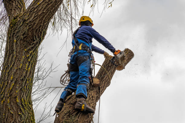 Best Tree Removal  in Grizzly Flats, CA